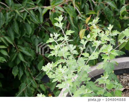 リュウノウギクの葉 104804888