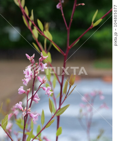 ラフマの花 104805077