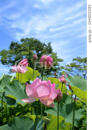 咲き誇るハスの花　（高知県　土佐市　蓮池公園） 104805085
