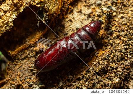 Brown chrysalis of a turnip moth Agrotis segetum on brown garden soil 104805546
