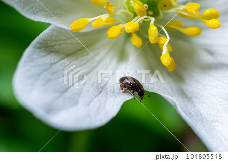 Rape beetle, meligethes aeneus on field pennycress, thlaspi arvense plant. Spring nature background. 104805548