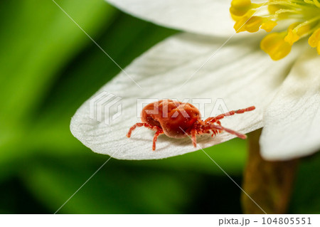 Close up macro Red velvet mite or Trombidiidae in natural environment on a white anemone flower 104805551
