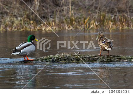 A pair of Mallard ducks resting motionless on a tree trunk. Sitting in the same position. Side view, closeup. Genus species Anas platyrhynchos A pair of Mallard ducks resting motionless on a tree trunk. Sitting in the same position. Side view, closeup. Genus species Anas platyrhynchos 104805558