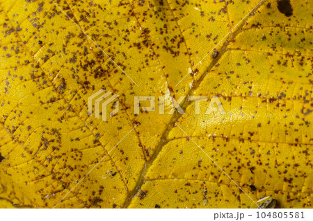 Macro photo of a yellow leaf, colorful autumn foliage. Golden yellow leaf texture close up. Macro photography Macro photo of a yellow leaf, colorful autumn foliage. Golden yellow leaf texture close up. Macro photography 104805581