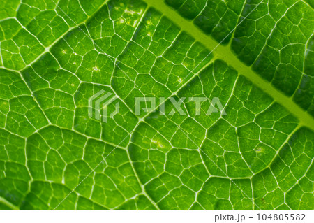 Abstract green leaves texture for background. Natural environment, ecological concept Abstract green leaves texture for background. Natural environment, ecological concept 104805582