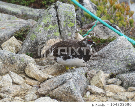 残雪期の木曽駒ヶ岳(夏毛に変わる時期の雷鳥の雄) 104805690