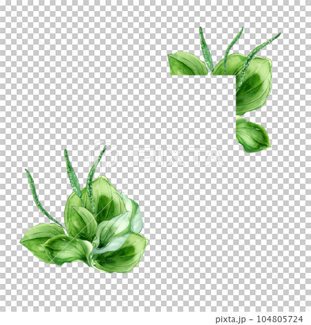 Frame of plantago broadleaf medicinal plant watercolor illustration isolated on white background. Plantain, green leaves, useful herb, psyllium hand drawn. Design for label, package, postcard 104805724