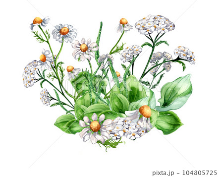 Bouquet of meadow medicinal flower, herb plants watercolor illustration isolated on white background. Daisy, camomile, plantain, achillea millefolium hand drawn. Design for label, package, postcard 104805725