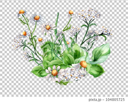 Bouquet of meadow medicinal flower, herb plants watercolor illustration isolated on white background. Daisy, camomile, plantain, achillea millefolium hand drawn. Design for label, package, postcard 104805725