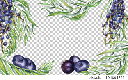 Frame of bunch acai berries and palm leaves watercolor illustration isolated on white. Exotic amazon small purple berries, tropical fruit hand drawn. Design element for wrapping, packaging, label Frame of bunch acai berries and palm leaves watercolor illustration isolated on white. Exotic amazon small purple berries, tropical fruit hand drawn. Design element for wrapping, packaging, label 104805731