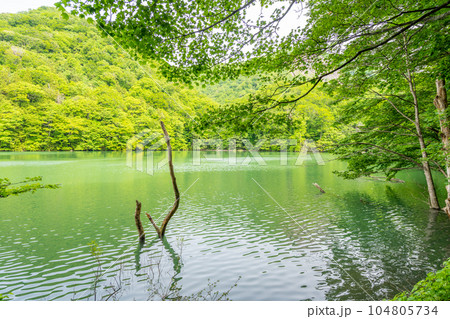 鶏頭場の池（十二湖） 104805734