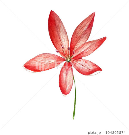 a set of watercolor bright illustrations. meadow grasses, flowers, clover. summer mood for the design of postcards, invitations, website design. a set of watercolor bright illustrations. meadow grasses, flowers, clover. summer mood for the design of postcards, invitations, website design. 104805874