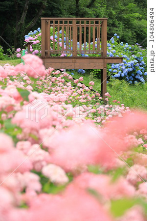 東京サマーランド わんダフルネイチャーヴィレッジあじさい園のピンクアナベル 東京サマーランド わんダフルネイチャーヴィレッジあじさい園のピンクアナベル 104806494