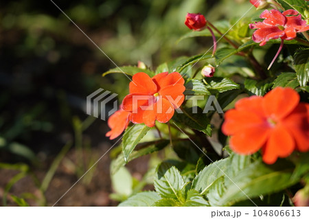 アフリカホウセンカ 104806613