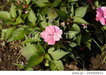 アフリカホウセンカ アフリカホウセンカ 104806615