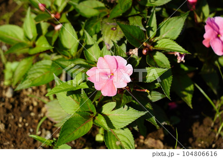 アフリカホウセンカ アフリカホウセンカ 104806616