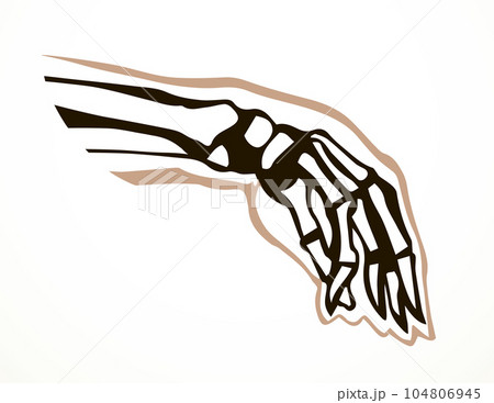 Vector drawing. Bones of the hand 104806945
