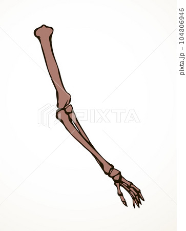 Vector drawing. Bones of the arm and shoulder 104806946