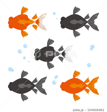 上から見た金魚 104806962