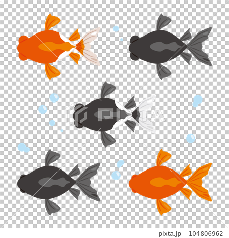 goldfish seen from above 104806962