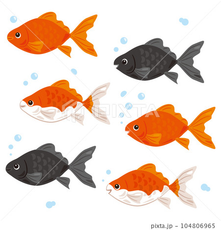 金魚セット 104806965