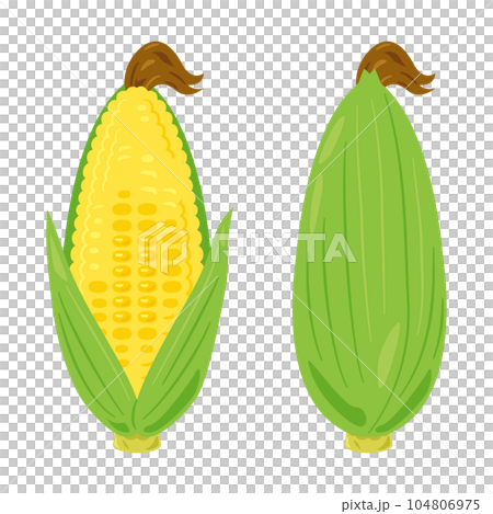 玉米有葉子和須 104806975