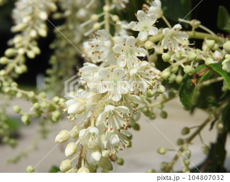 房の元から咲きだす「リョウブ」の花 104807032