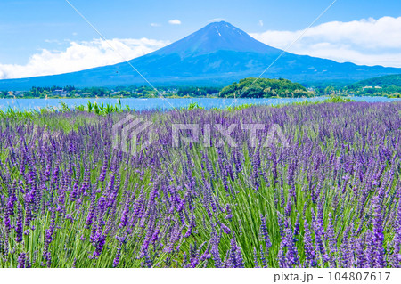 山梨県河口湖とラベンダー畑と富士山 104807617