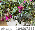 Plant Pelargonuim restores after bad care. No water and no sunshine. Pelargonuim dried after winter in garage. 104807845