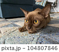 Burmese female chocolate cat is hunting. Young pure breed burmese cat. 104807846