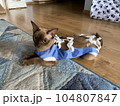 Postoperative bandage on a burmese cat. Home care of a pet after a cavitary operation (castration, sterilization). Post-operative Car. Pet sterilization concept. Adorable female cat in special suit 104807847