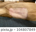Abdominal Postoperative stomach of a female burmese cat. Home care of a pet after a cavitary operation (castration, sterilization). Pet sterilization concept. Shaved belly of cat. 104807849