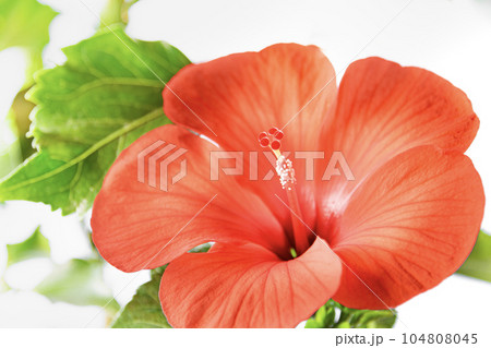 鮮やかなハイビスカス　サマーブリーズ 104808045