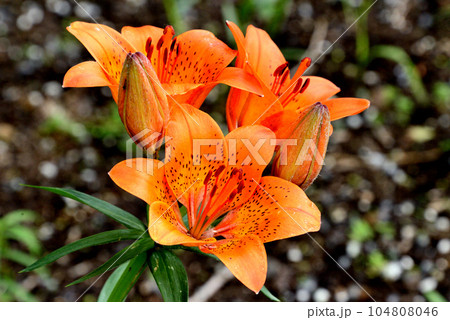 エゾスカシユリ エゾスカシユリ 104808046