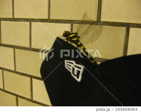 オニヤンマと帽子 104808064