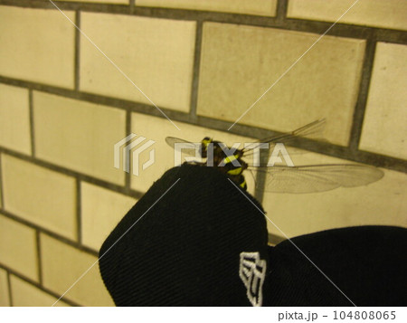 オニヤンマと帽子 104808065