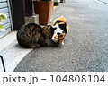 仲良し猫 104808104
