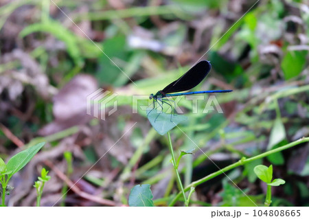 葉にとまるイトトンボ 葉にとまるイトトンボ 104808665