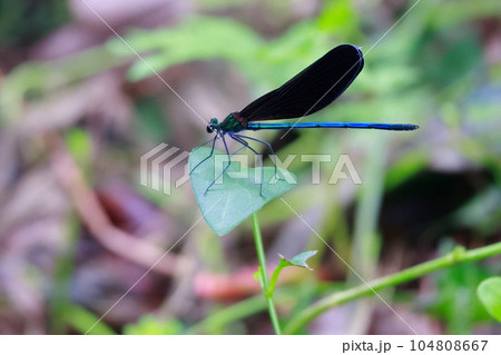 葉にとまるイトトンボ 104808667