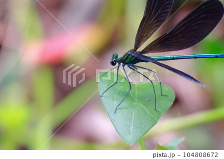 葉にとまるイトトンボ 104808672