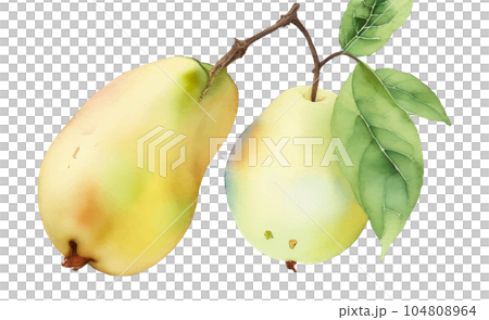水彩で描いた洋梨のイラスト Generative AI 104808964