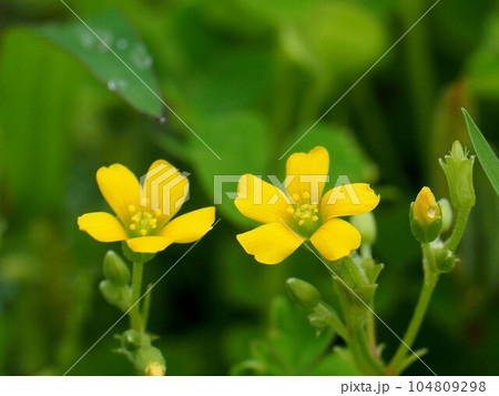 雨上がりの黄色いカタバミの花とつぼみ(黄色花片喰のクローズアップ) 雨上がりの黄色いカタバミの花とつぼみ(黄色花片喰のクローズアップ) 104809298