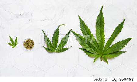 Dry Tea infusion near green cannabis leaves top view on marble. Alternative medicine 104809462