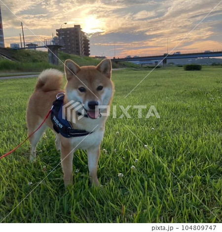 柴犬と夕焼け 104809747