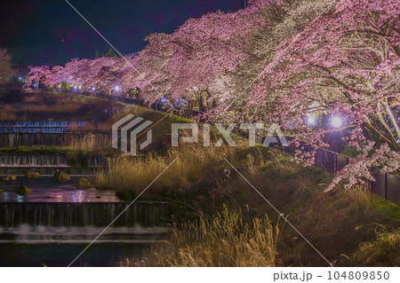 宮城野早川堤の桜 宮城野早川堤の桜 104809850
