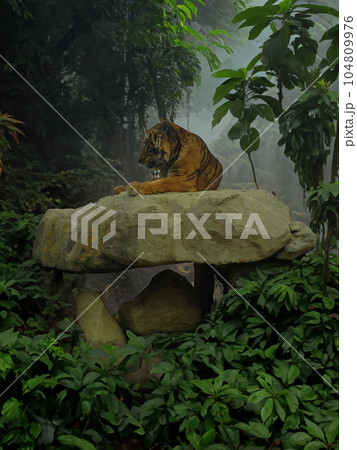 Tiger in the jungle with fog. Tiger in the jungle. Tiger in the jungle with fog. Tiger in the jungle. 104809976