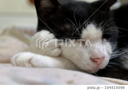 眠る白黒猫 104810096