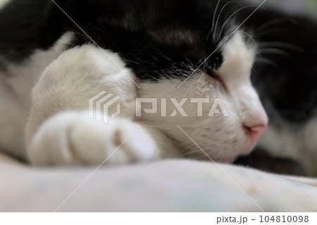 眠る白黒猫 104810098