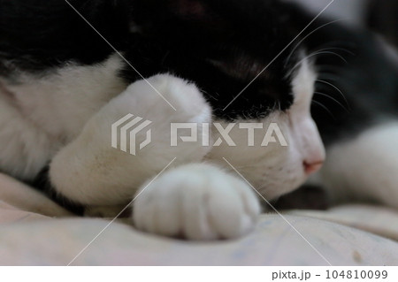 眠る白黒猫 眠る白黒猫 104810099