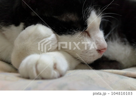 眠る白黒猫 眠る白黒猫 104810103